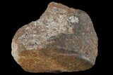 Polished Dinosaur Bone (Gembone) Section - Colorado #96417-1